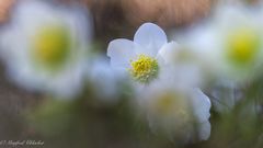 Sonne und Wärme setzt sich durch ...