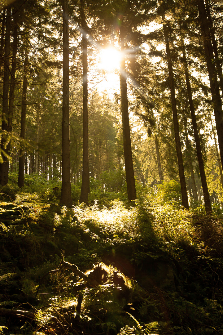 Sonne und Wald