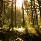 Sonne und Wald