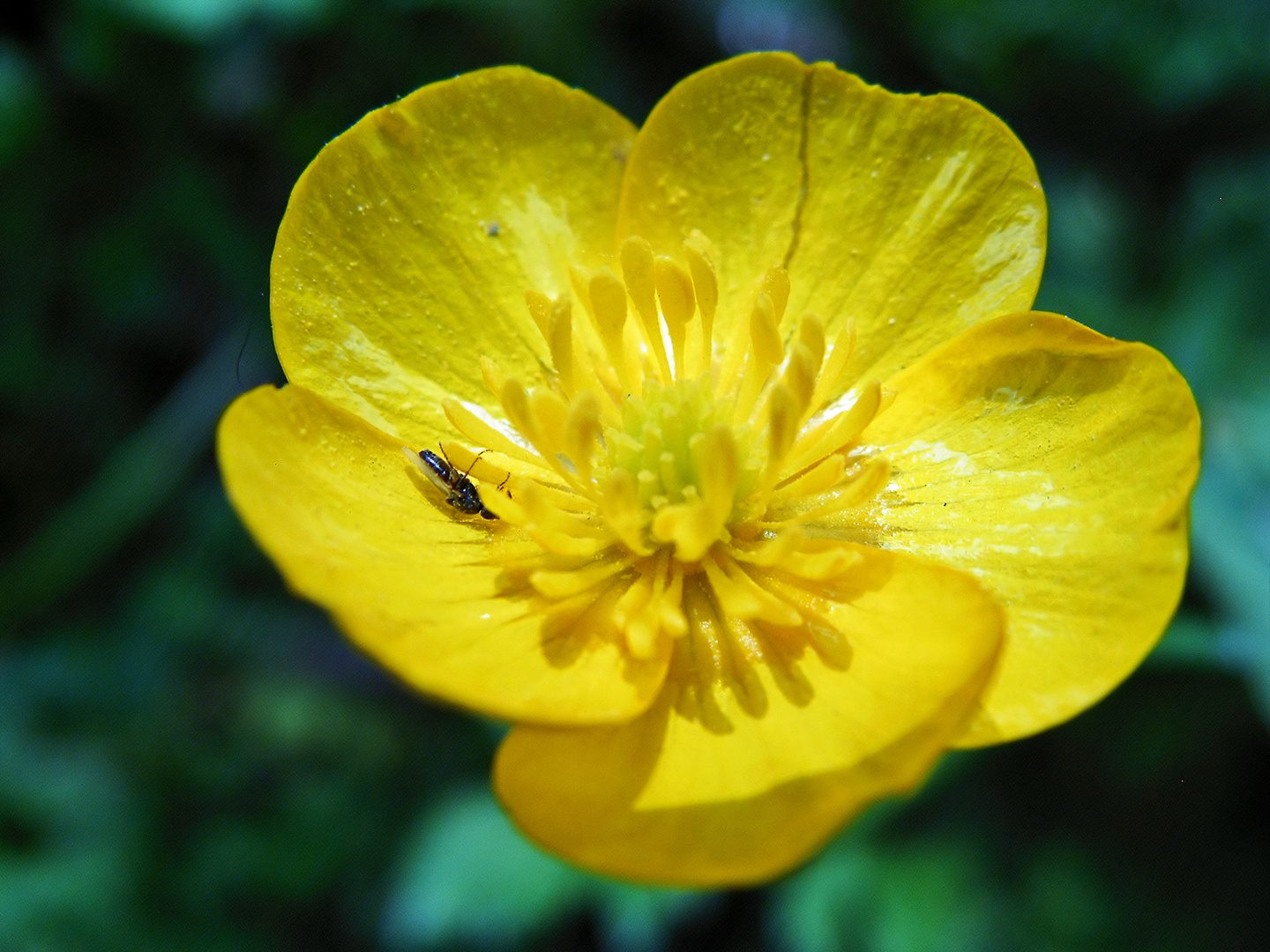 Sonne unter den Blumen