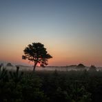 Sonne unterm Baum ..