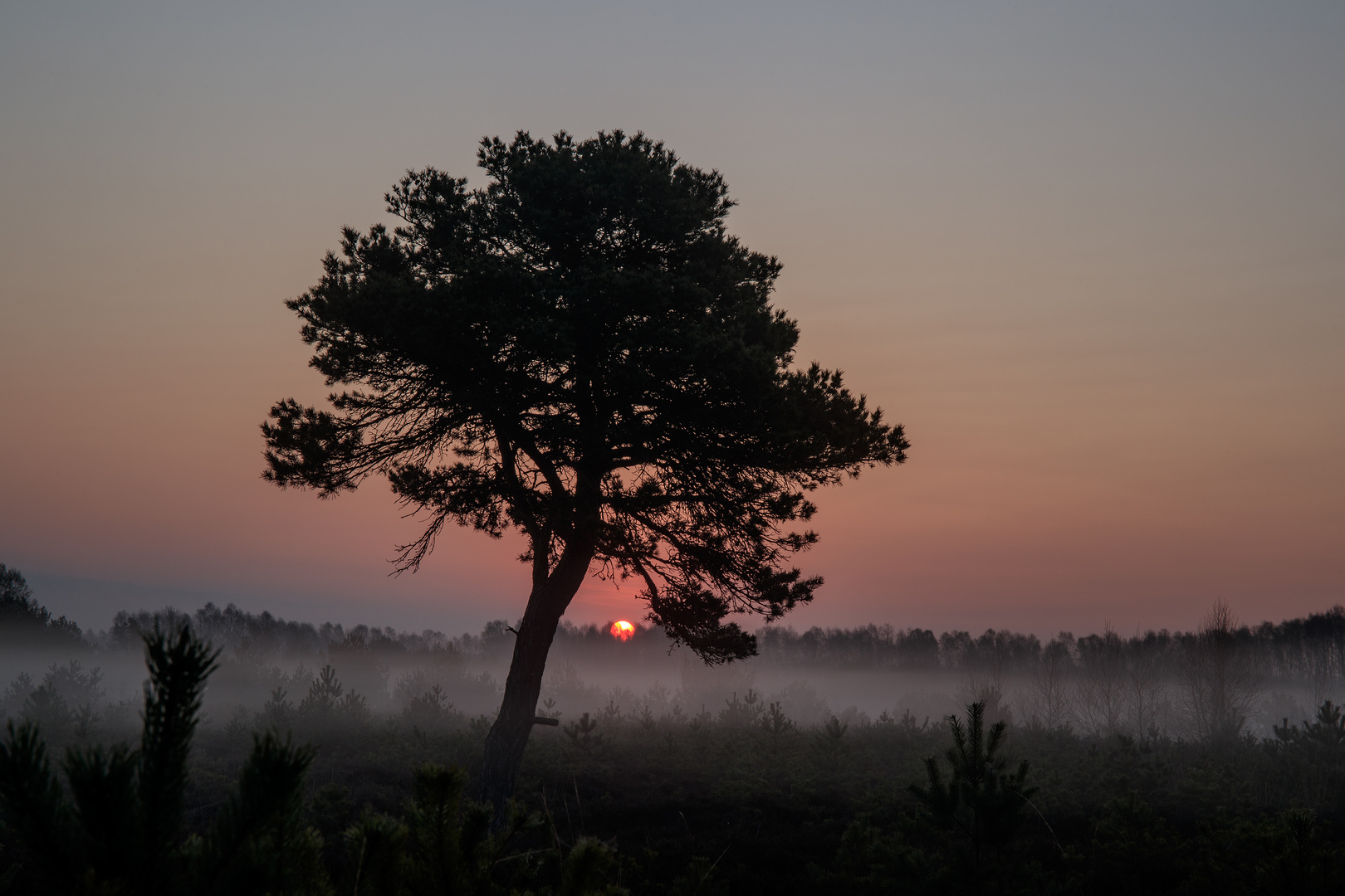 Sonne unterm Baum