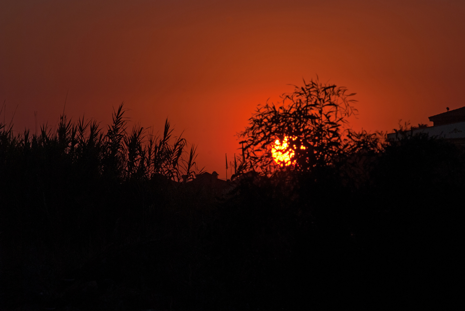 Sonne verschwindet hinter den Gräsern