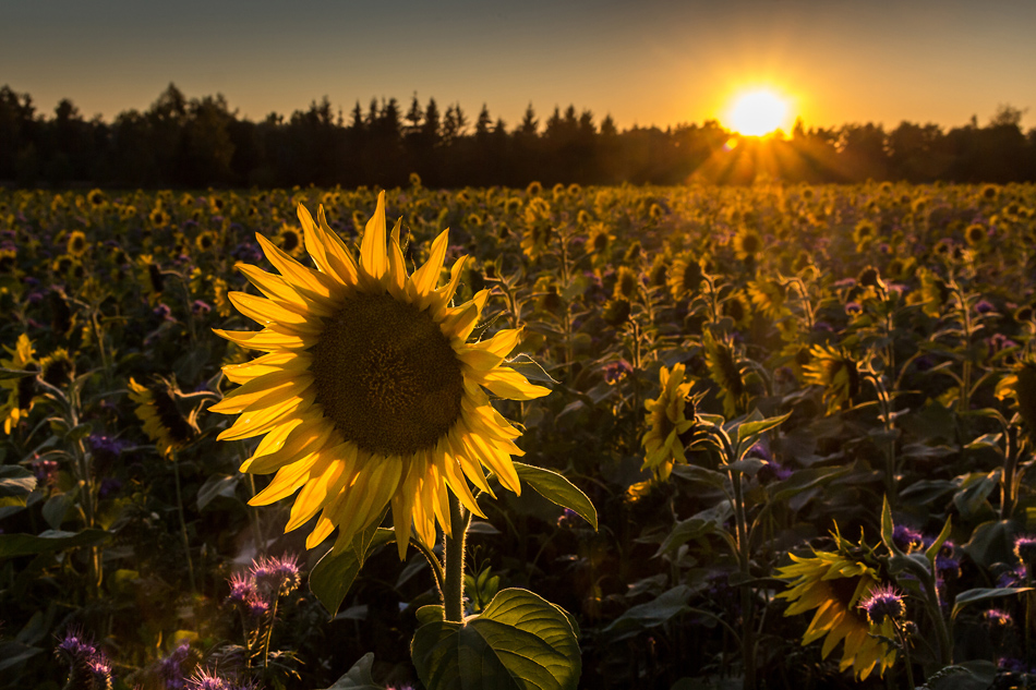 Sonne von hinten