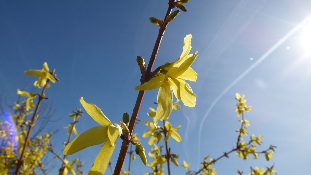 Sonne von rechts