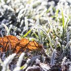 Sonne vs Frost