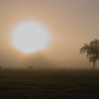 Sonne vs. Nebel