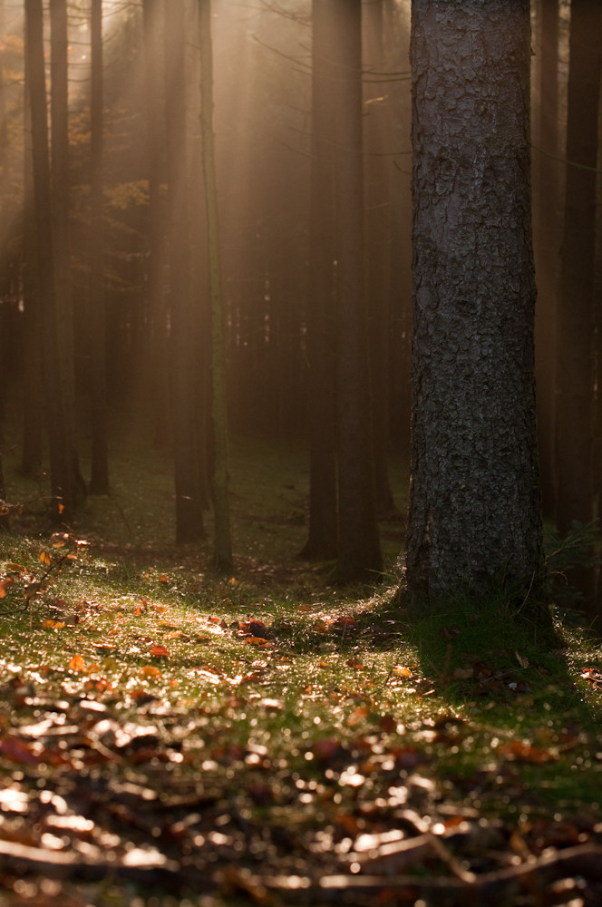 Sonne vs. Wald