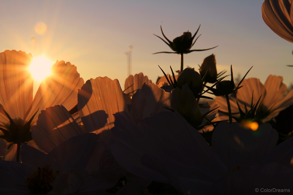 Sonne, Wärme, Licht