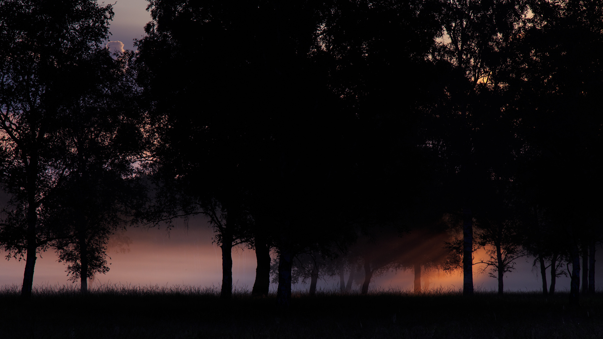 Sonne, Wald und Nebel