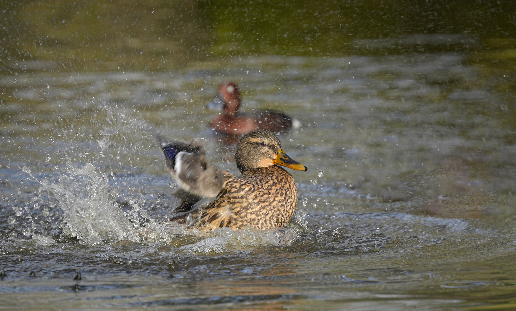 Sonne, Wasser und Ente...