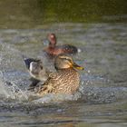 Sonne, Wasser und Ente...