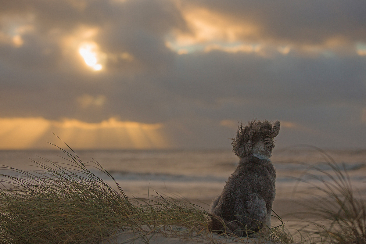 Sonne, Wasser, Wind