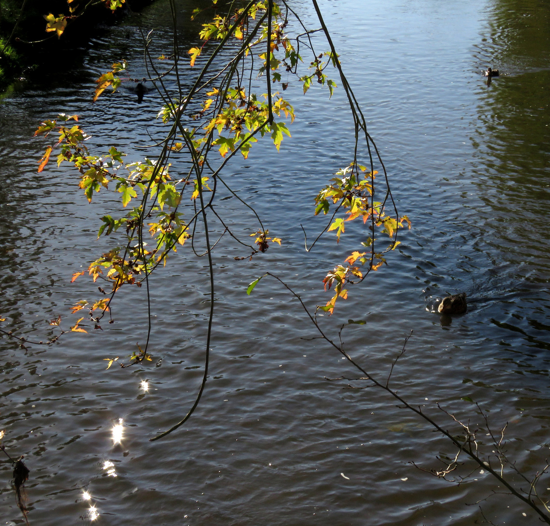 Sonne, Wasser, Zweige und drei Entchen