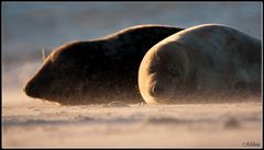 Sonne, Wind und Sand