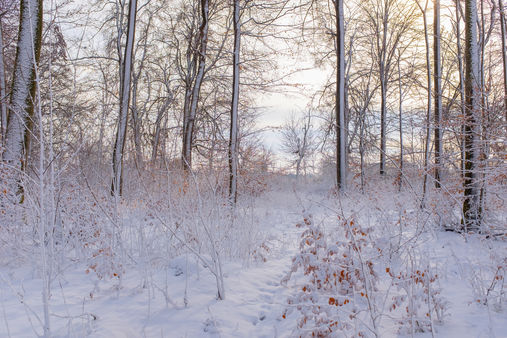 Sonne - Winter - Wald