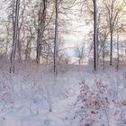 Sonne - Winter - Wald