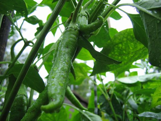 Sonne wo bist du ? Wir wollen endlich rot weden, nicht nass !