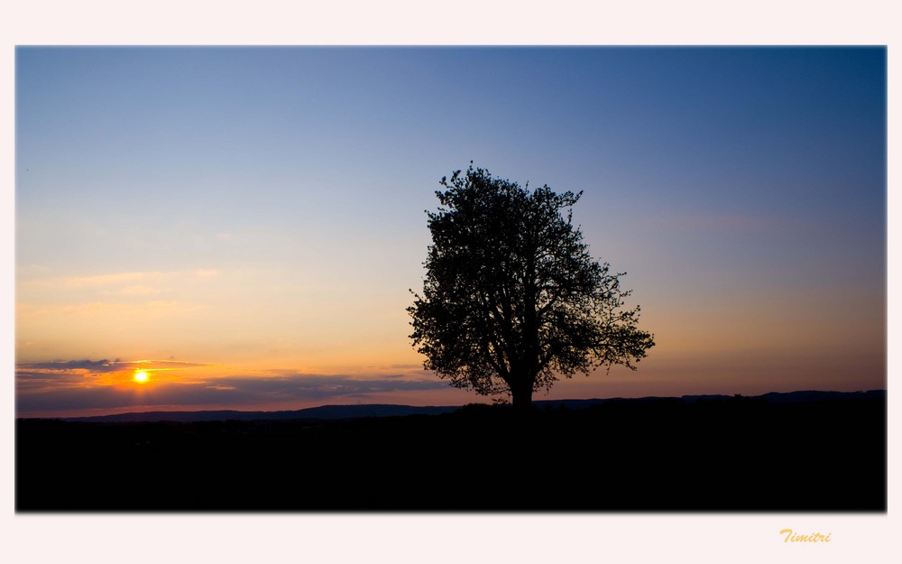 Sonne, wohin gehst du? ....fragte der Baum....