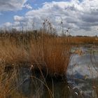 Sonne, Wolken & Gräser im Wind