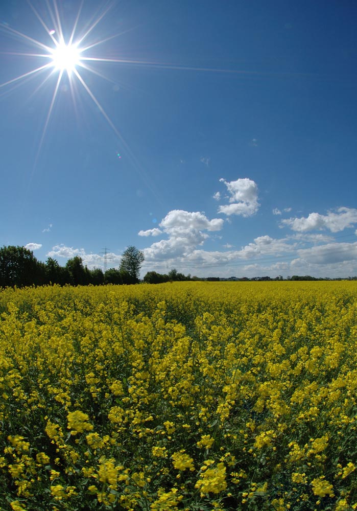 ... Sonne - Wolken - Raps ...