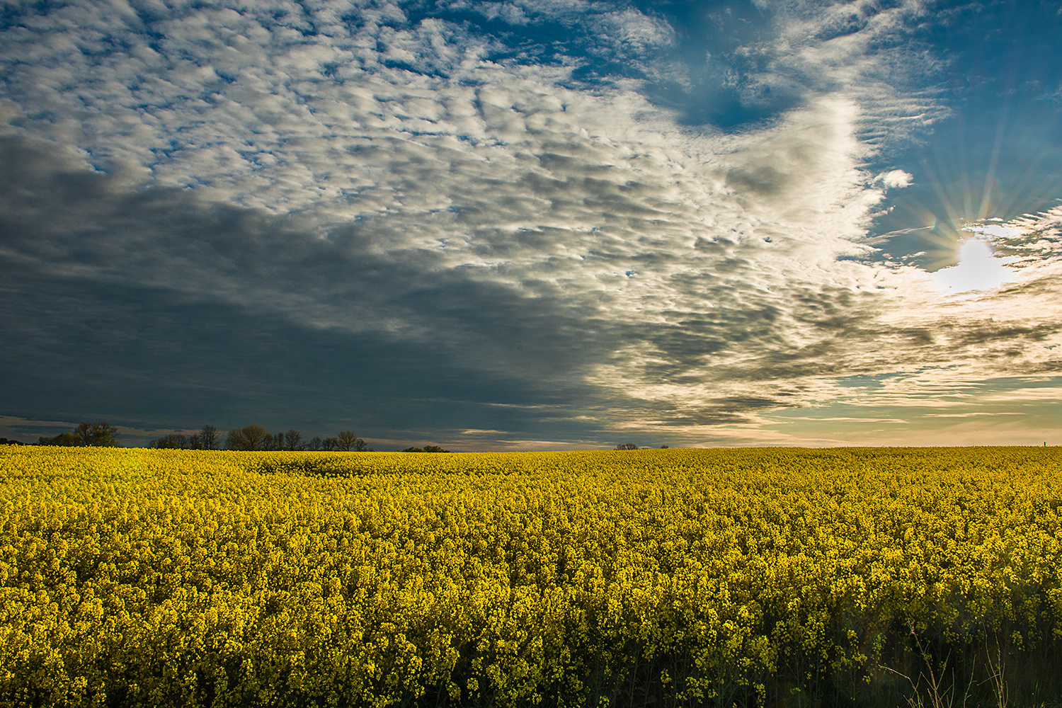 Sonne, Wolken u. Raps