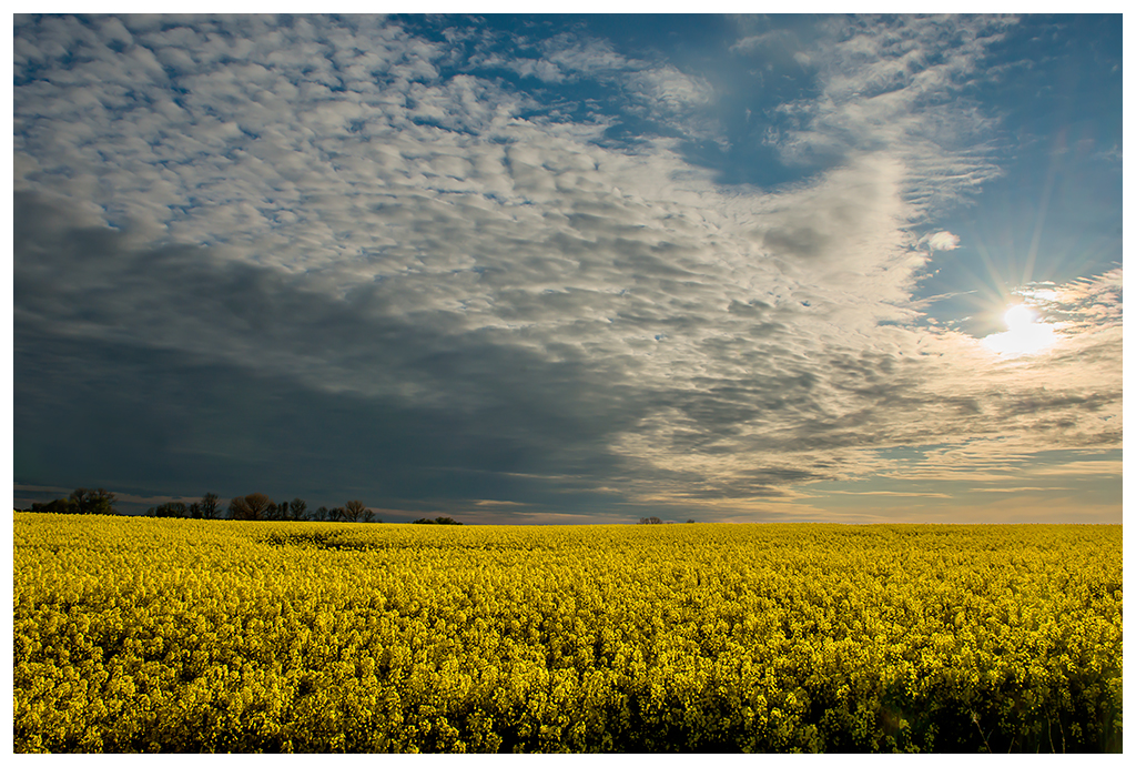 Sonne, Wolken u. Raps