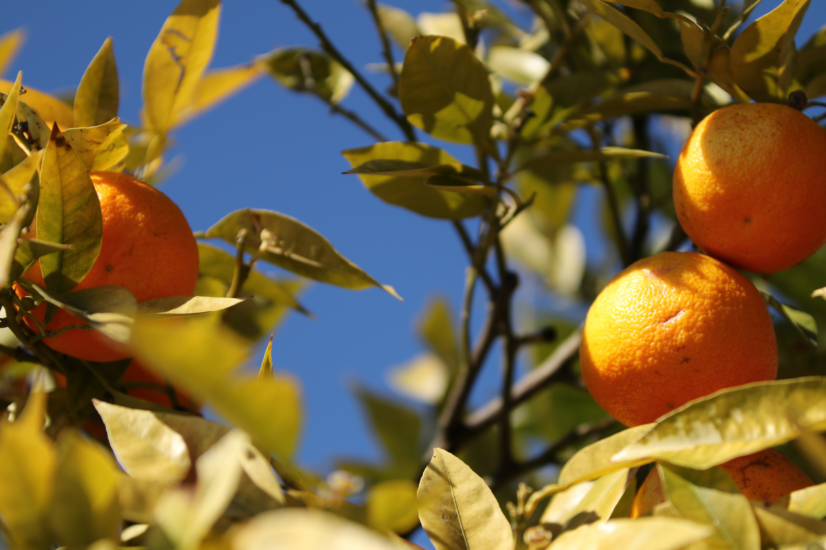 Sonne zum Essen