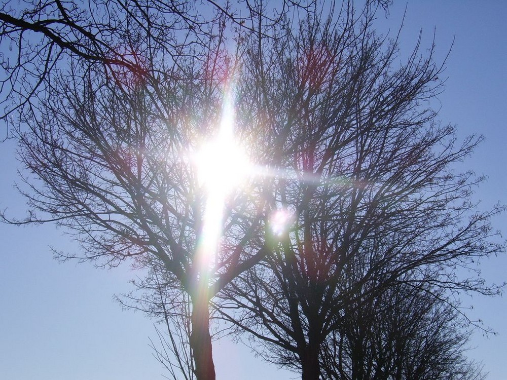 Sonne zwischen Äste