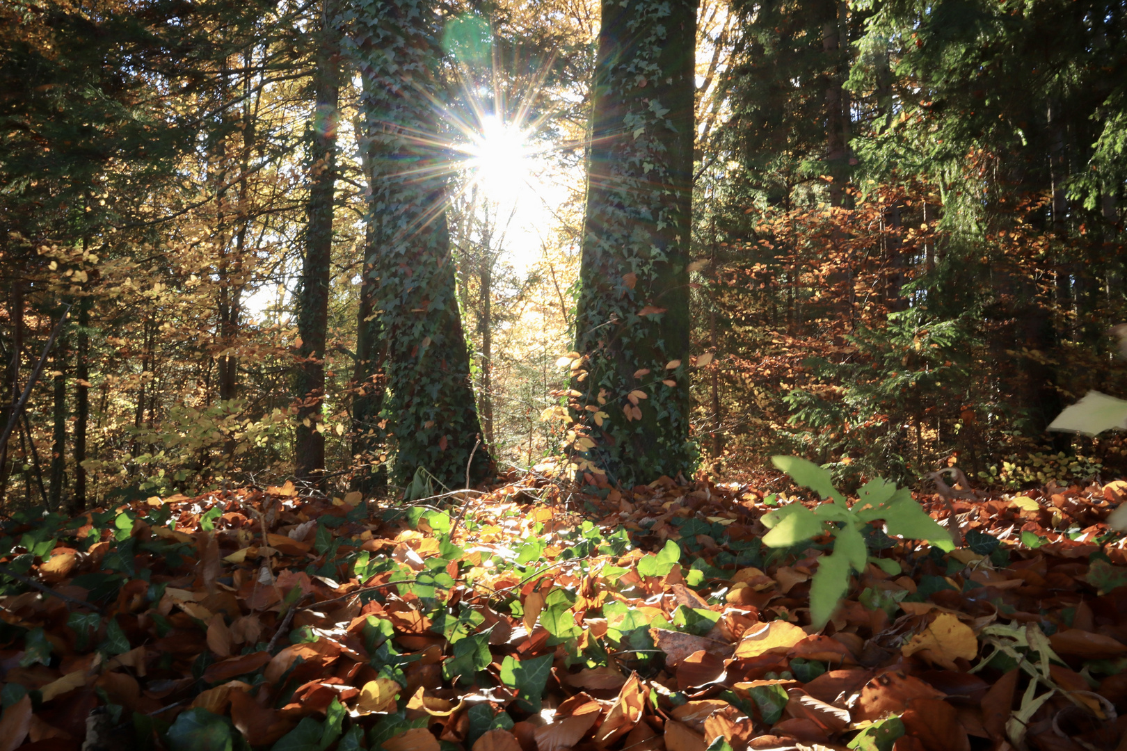 Sonne zwischen Bäumen