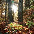 Sonne zwischen Bäumen