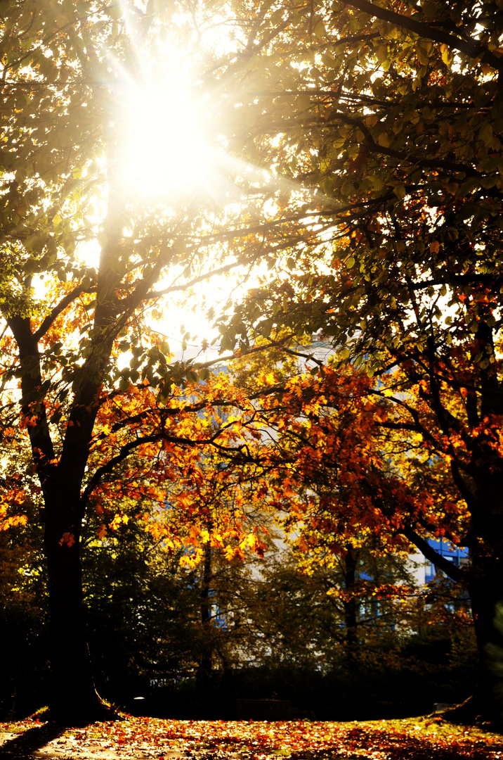 Sonne zwischen den Bäumen