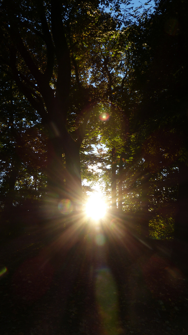 Sonne zwischen den Bäumen