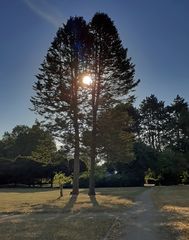 Sonne zwischen den Bäumen