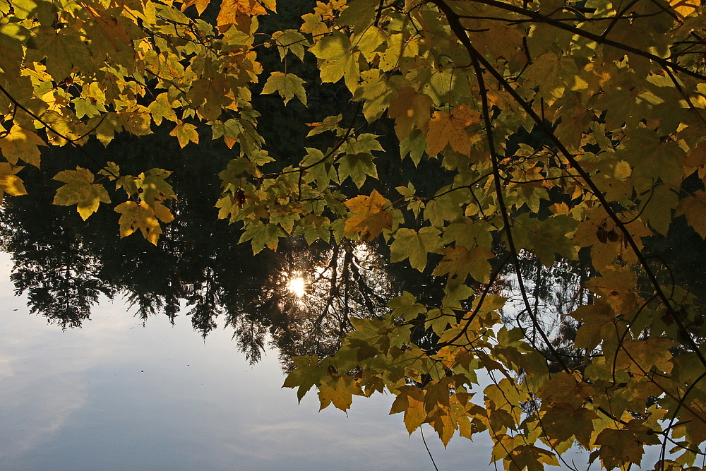 Sonne zwischen Herbstblätter