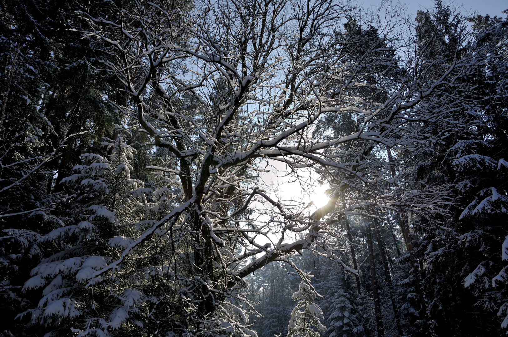 Sonne zwischen verschneiten Bäumen