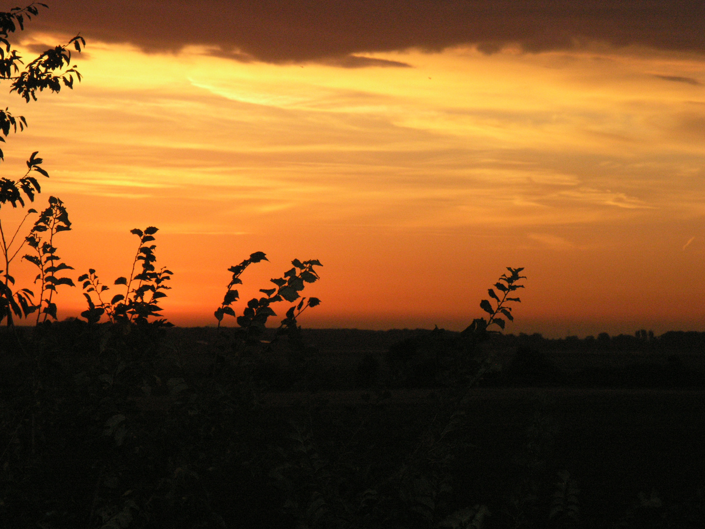 Sonneaufgang Löllicher Börde