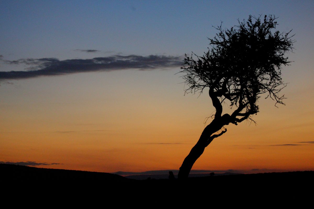 Sonneaufgang Masai Mara