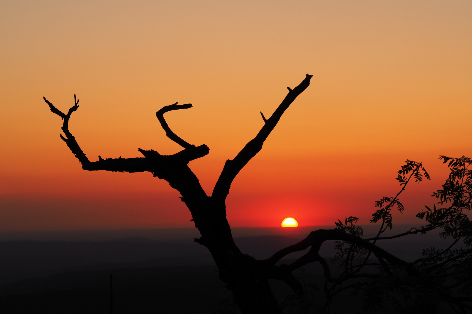 Sonne,Berg,Baum