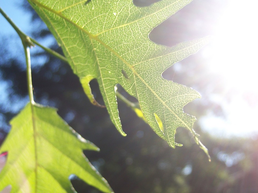 sonne&blatt