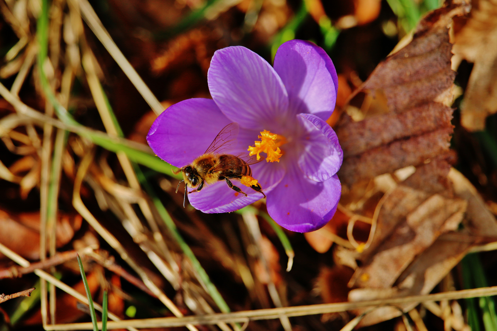 Sonne+Blüte+Farbe+Biene= FRÜHLING ( endlich!)