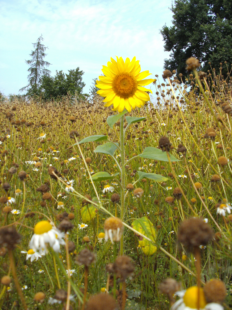 Sonneblume