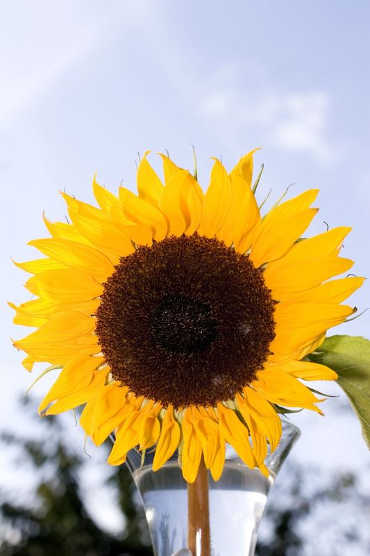 Sonneblume in der Vase