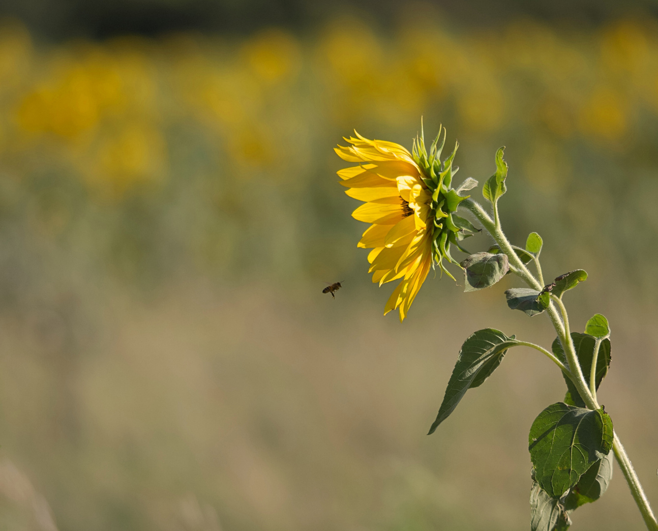 Sonneblume mit Besucher