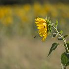 Sonneblume mit Besucher