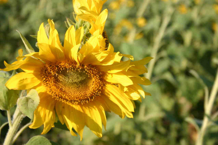 Sonneblume mit Pflichtbewusstsein!