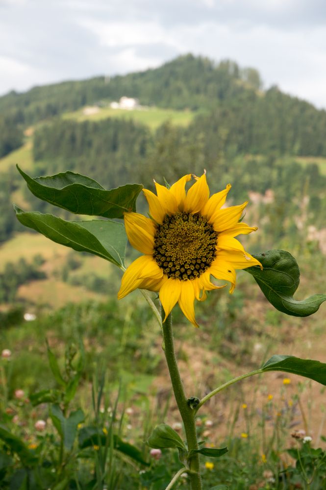Sonneblume un der Berg