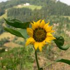 Sonneblume un der Berg