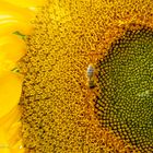 Sonneblume und Biene 