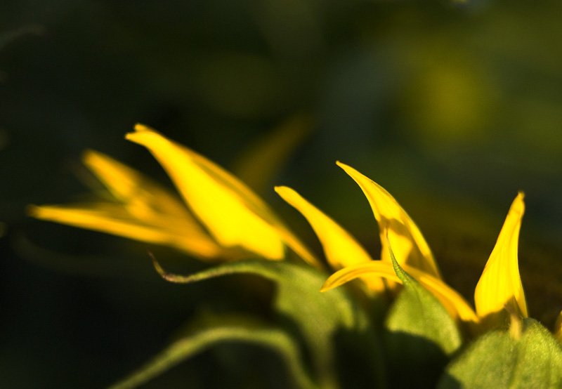 Sonneblume2